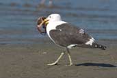 Kelp Gull, Caulin, Chiloe, Chile, November 2005 - click for larger image