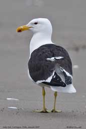 Kelp Gull, Cachagua, Chile, January 2007 - click for larger image