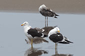 Kelp Gull, Eten, Lambayeque, Peru, October 2018 - click for larger image