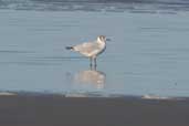 Non-breeding Brown-hooded Gull, Cassino, Rio Grande do Sul, Brazil, August 2004 - click for larger image