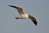 Brown-hooded Gull, São José do Norte, Rio Grande do Sul, Brazil, September 2004 - click for larger image