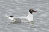 Brown-hooded Gull, Lago Villarica, Chile, November 2005 - click for larger image