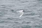 Brown-hooded Gull, Chaco-Pargua Ferry, Chiloe, Chile, November 2005 - click for larger image