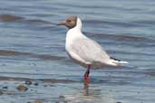 Brown-hooded Gull, Caulin, Chiloe, Chile, November 2005 - click for larger image