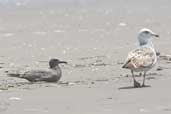 Grey Gull with 1st year Kelp Gull, Concon, Chile, November 2005 - click for larger image