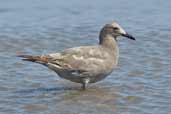 Grey Gull, Concon, Chile, November 2005 - click for larger image