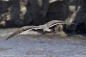 Grey Gull (adult breeding plumage), Lluta River mouth, Chile, February 2007 - click for larger image