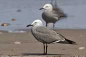 Grey Gull (adult breeding plumage), Lluta River mouth, Chile, February 2007 - click for larger image