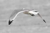 Franklin's Gull, Concon, Chile, November 2005 - click for larger image