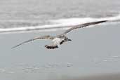 Franklin's Gull, Concon, Chile, November 2005 - click for larger image