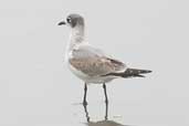 Franklin's Gull, Concon, Chile, November 2005 - click for larger image