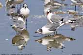 Franklin's Gull, mouth of Lluta River, Chile, February 2007 - click for larger image