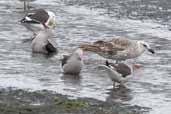 Dolphin Gulls with Kelp Gulls, Porvenir, Tierra del Fuego, Chile, December 2005 - click for larger image