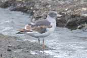 Dolphin Gull, Porvenir, Tierra del Fuego, Chile, December 2005 - click for larger image