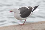 Dolphin Gull, Porvenir, Tierra del Fuego, Chile, December 2005 - click for larger image