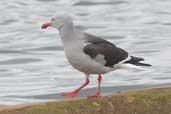 Dolphin Gull, Porvenir, Tierra del Fuego, Chile, December 2005 - click for larger image