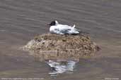 Andean Gull, Laguna Miñiques, Chile, January 2007 - click for larger image