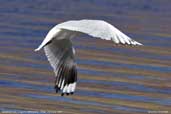 Andean Gull, Laguna Miñiques, Chile, January 2007 - click for larger image