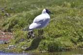 Andean Gull, Lauca N. P., Chile, February 2007 - click for larger image