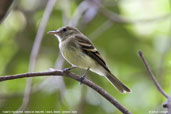 Euler's  Flycatcher, Serra de Baturité, Ceará, Brazil, October 2008 - click for larger image