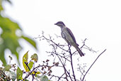 Piratic Flycatcher, Wildsumaco Lodge, Napo, Ecuador, November 2019 - click for larger image