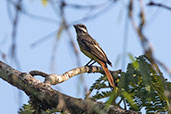 Piratic Flycatcher, Sani Lodge, Sucumbios, Ecuador, November 2019 - click for larger image