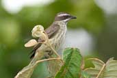 Piratic Flycatcher, Murici, Alagoas, Brazil, March 2004 - click for larger image