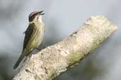 Piratic Flycatcher, Murici, Alagoas, Brazil, March 2004 - click for larger image