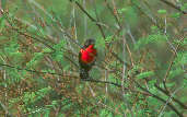 Male Red-breasted Blackbird, Roraima, Brazil, July 2001 - click for larger image