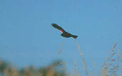 Male White-browed Blackbird, Emas, Goiás, Brazil, April 2001 - click for larger image