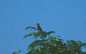 Male White-browed Blackbird, Emas, Goiás, Brazil, April 2001 - click for larger image