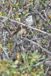 Plain-mantled Tit-Spinetail, P. N. La Campana, near Santiago, Chile, November 2005 - click for larger image