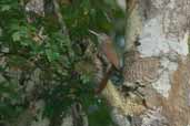 Lineated Woodcreeper, Borba, Amazonas, Brazil, August 2004 - click for larger image