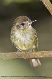 Sepia-capped Flycatcher, Ubatuba, São Paulo, Brazil, November 2006 - click for larger image