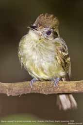 Sepia-capped Flycatcher, Ubatuba, São Paulo, Brazil, November 2006 - click for larger image