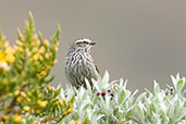 Andean Tit-Spinetail, Nevado del Ruiz, Caldas, Colombia, April 2012 - click for larger image