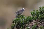 Andean Tit-Spinetail, Papallacta Pass, Napo, Ecuador, November 2019 - click for larger image