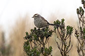 Andean Tit-Spinetail, Papallacta Pass, Napo, Ecuador, November 2019 - click for larger image