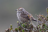 Andean Tit-Spinetail, Papallacta Pass, Napo, Ecuador, November 2019 - click for larger image