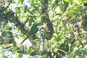 Golden-plumed Parakeet, Otún-Quimbaya, Risaralda, Colombia, April 2012 - click for larger image