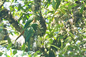 Golden-plumed Parakeet, Otún-Quimbaya, Risaralda, Colombia, April 2012 - click for larger image