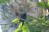 Blue-crowned Manakin, São Gabriel da Cachoeira, Amazonas, Brazil, August 2004 - click on image for a larger view