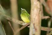  Opal-crowned Manakin, Carajás, Pará, Brazil, October 2005 - click for larger image