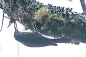 Montane Woodcreeper, Sierra de Santa Marta, Magdalena, Colombia, April 2012 - click for larger image