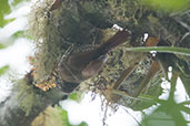 Montane Woodcreeper, Sierra de Santa Marta, Magdalena, Colombia, April 2012 - click for larger image