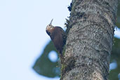 Montane Woodcreeper, Otún-Quimbaya, Risaralda, Colombia, April 2012 - click for larger image