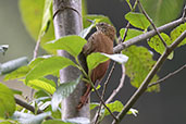 Montane Woodcreeper, Atuen Valley, Amazonas, Peru, October 2018 - click for larger image