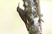 Montane Woodcreeper, Refugio Paz de las Aves, Pichincha, Ecuador, November 2019 - click for larger image