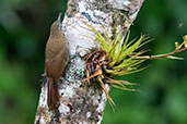 Montane Woodcreeper, Cabanas San Isisdro, Napo, Ecuador, November 2019 - click for larger image