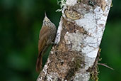 Montane Woodcreeper, Cabanas San Isisdro, Napo, Ecuador, November 2019 - click for larger image